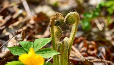 ​它是“安神降压”特效药，营养高味道好，野外不常见，遇见别错过