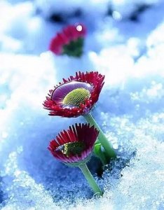 ​难得一见的雪中花，美到心醉！爱花者有福了