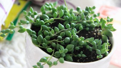 情人泪怎么养才爆盆