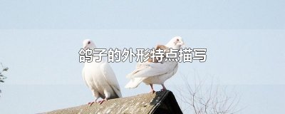鸽子的外形特点描写
