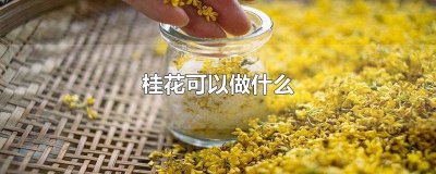 桂花可以做什么美食 桂花可以做什么