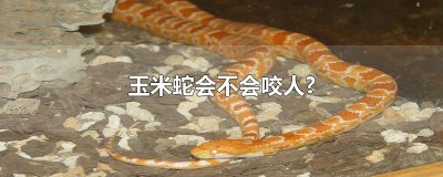 玉米蛇会不会咬人?