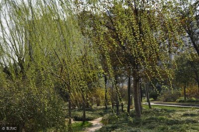 上联出句:春风吹柳扬长去;请你对下联