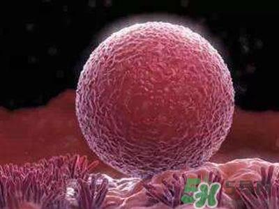 女性排卵全过程图解 排卵有什么症状或感觉 女性排卵全过程图解 排卵有什么症状或感觉