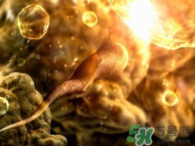 女性排卵全过程图解 排卵有什么症状或感觉 女性排卵全过程图解 排卵有什么症状或感觉