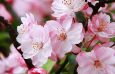 网络文里的海棠是什么意思,海棠废文是什么意思