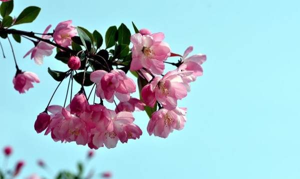 网络文里的海棠是什么意思,海棠废文是什么意思图3