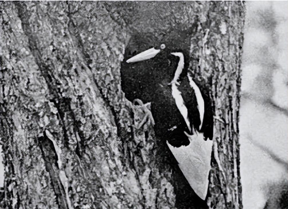 已经灭绝的几种动物(已经灭绝的动物有哪些)