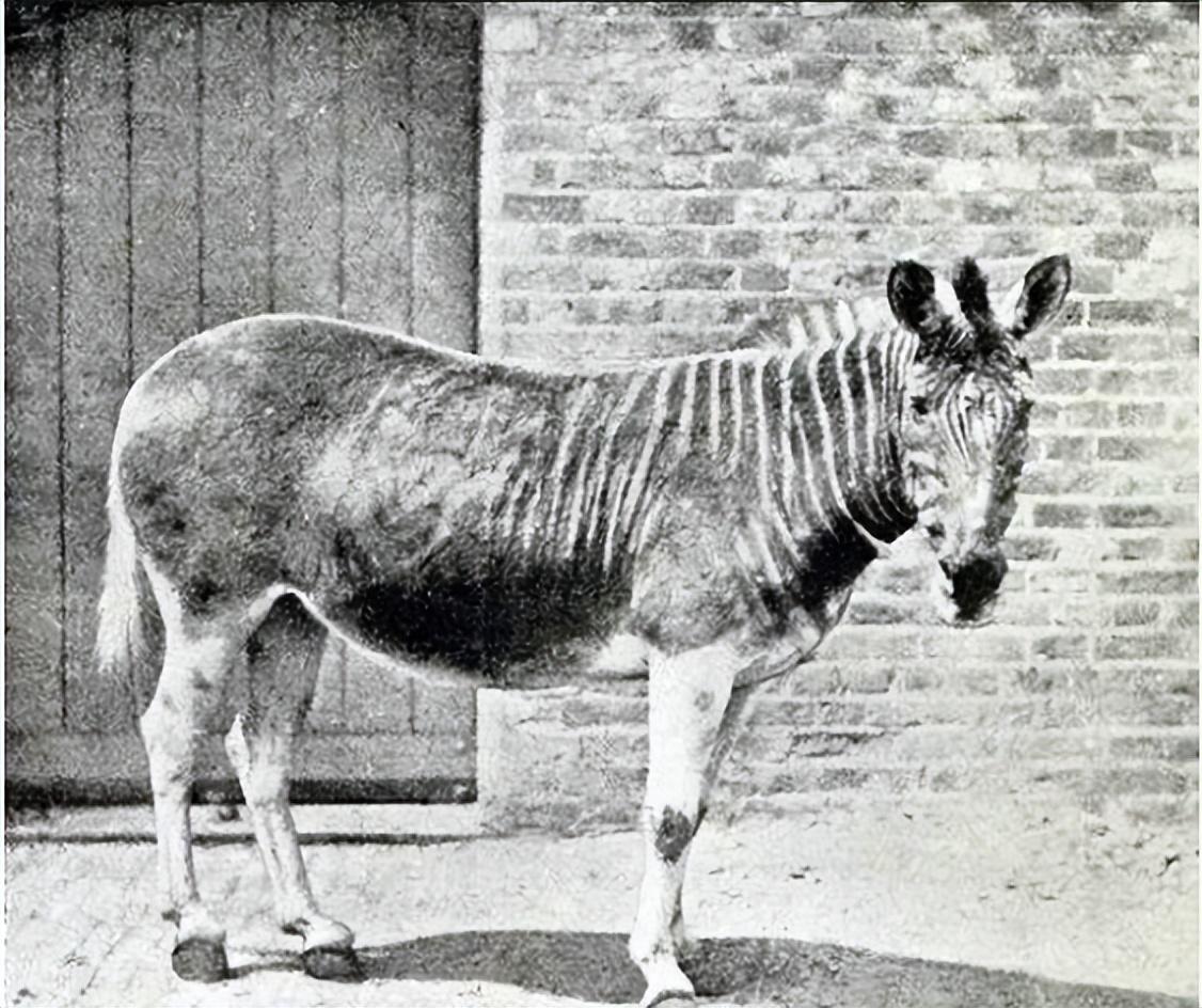 已经灭绝的几种动物(已经灭绝的动物有哪些)