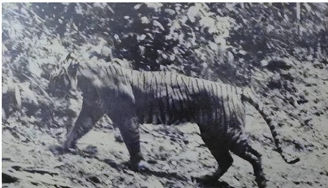 已经灭绝的几种动物(已经灭绝的动物有哪些)