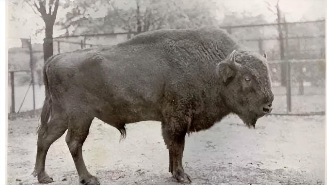 已经灭绝的几种动物(已经灭绝的动物有哪些)