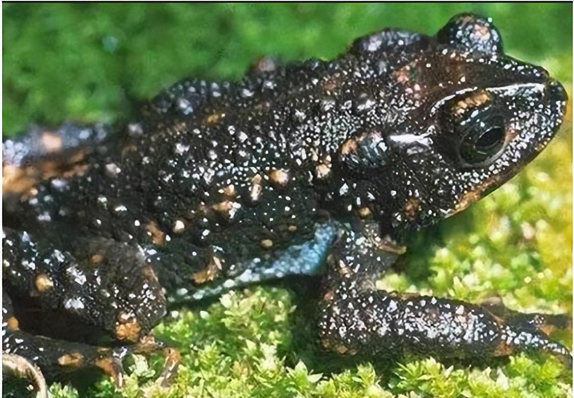 已经灭绝的几种动物(已经灭绝的动物有哪些)