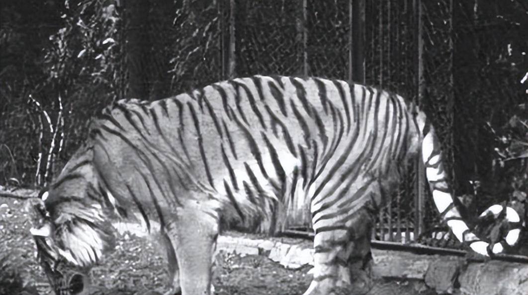 已经灭绝的几种动物(已经灭绝的动物有哪些)