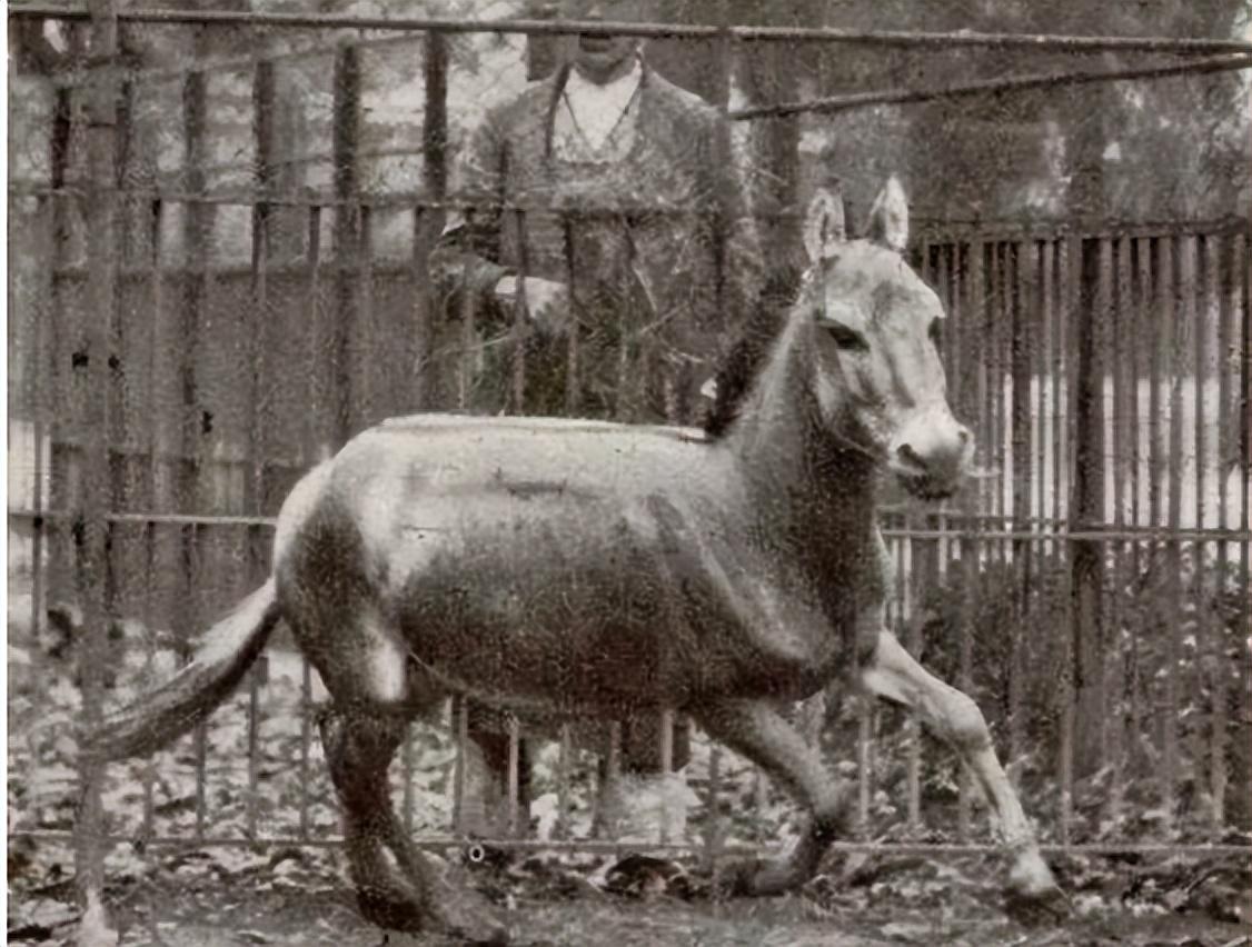 已经灭绝的几种动物(已经灭绝的动物有哪些)