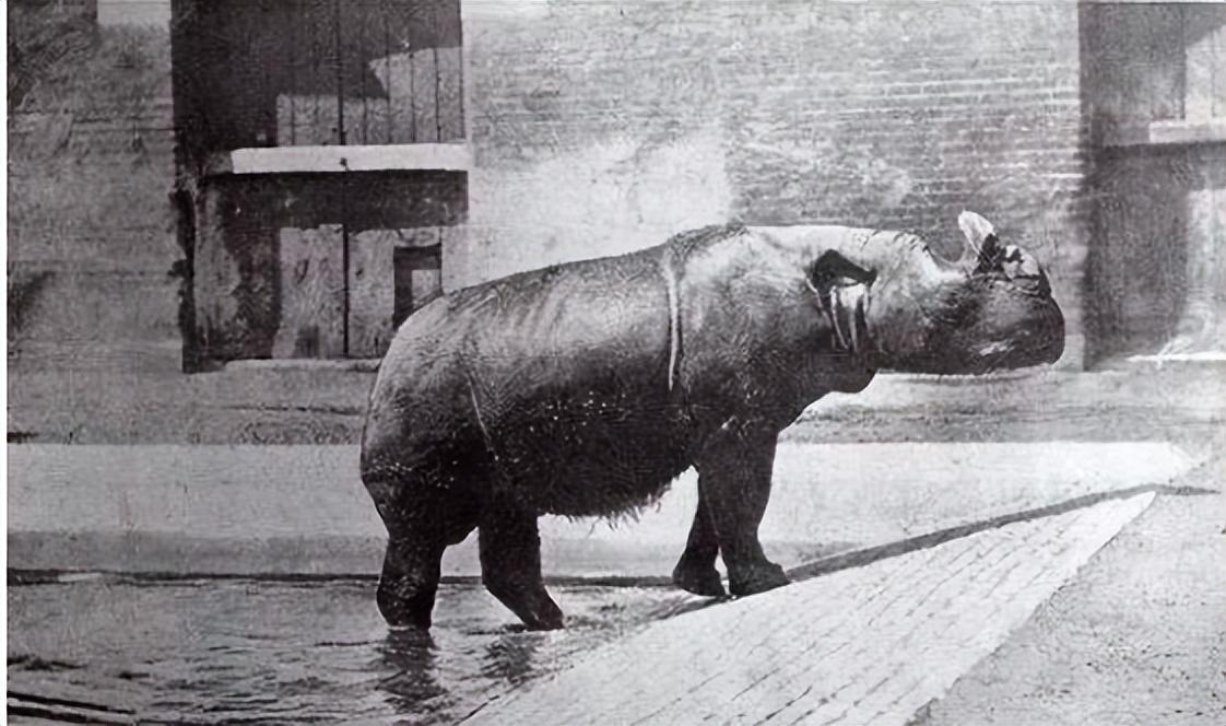 已经灭绝的几种动物(已经灭绝的动物有哪些)