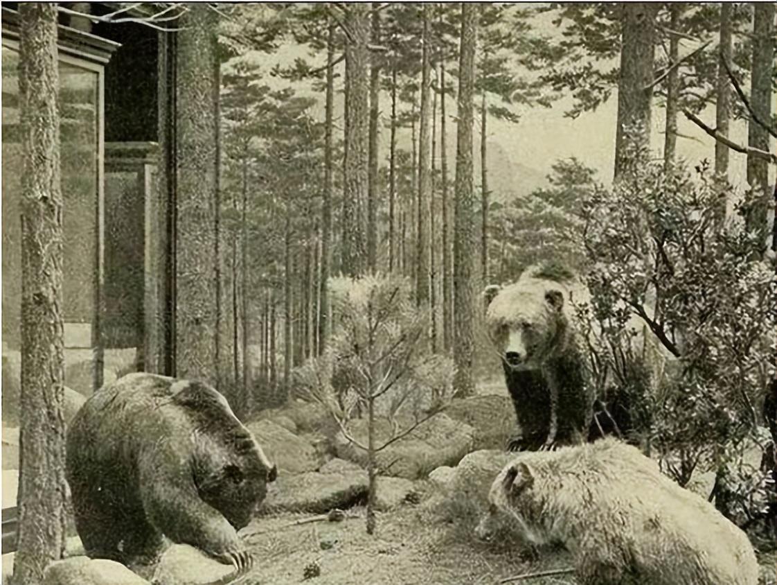 已经灭绝的几种动物(已经灭绝的动物有哪些)