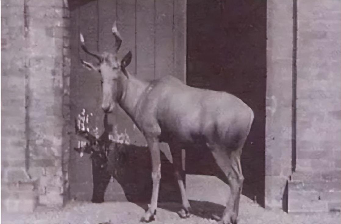 已经灭绝的几种动物(已经灭绝的动物有哪些)