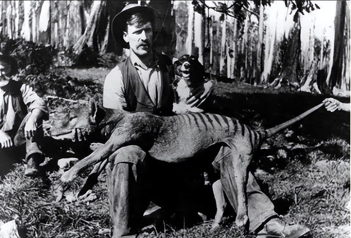 已经灭绝的几种动物(已经灭绝的动物有哪些)