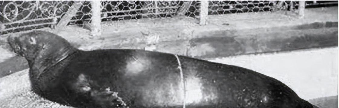 已经灭绝的几种动物(已经灭绝的动物有哪些)