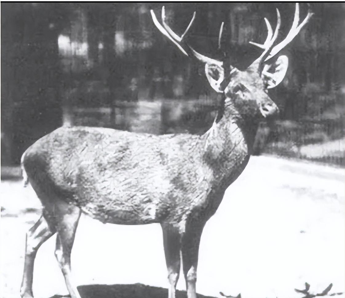 已经灭绝的几种动物(已经灭绝的动物有哪些)