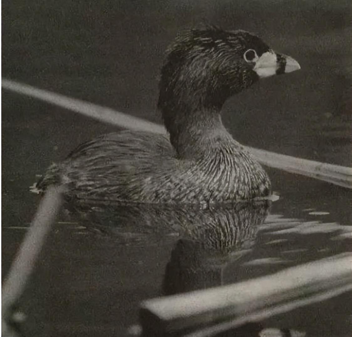 已经灭绝的几种动物(已经灭绝的动物有哪些)