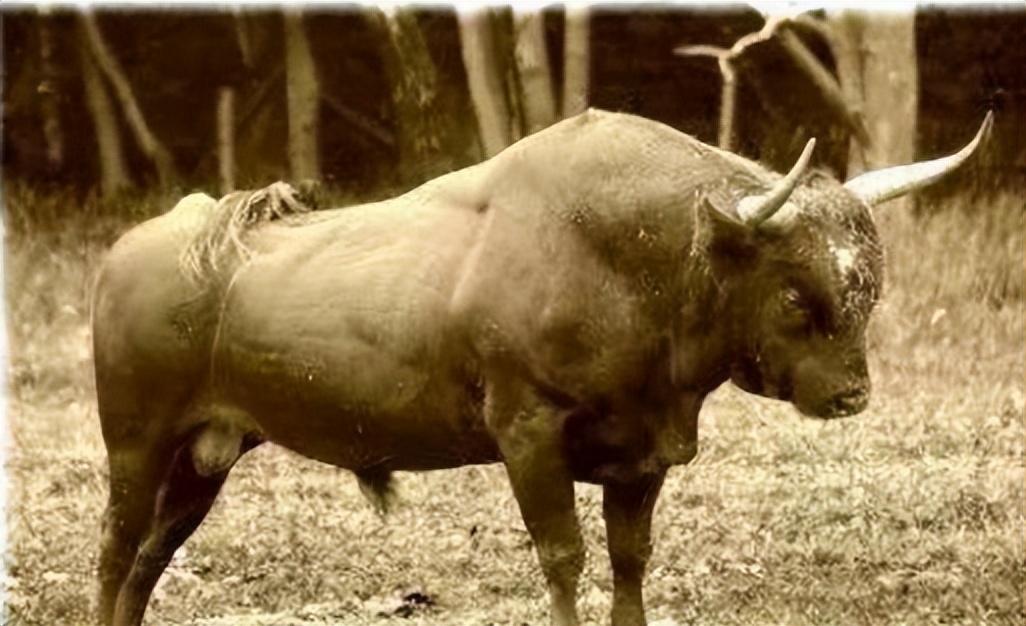 已经灭绝的几种动物(已经灭绝的动物有哪些)