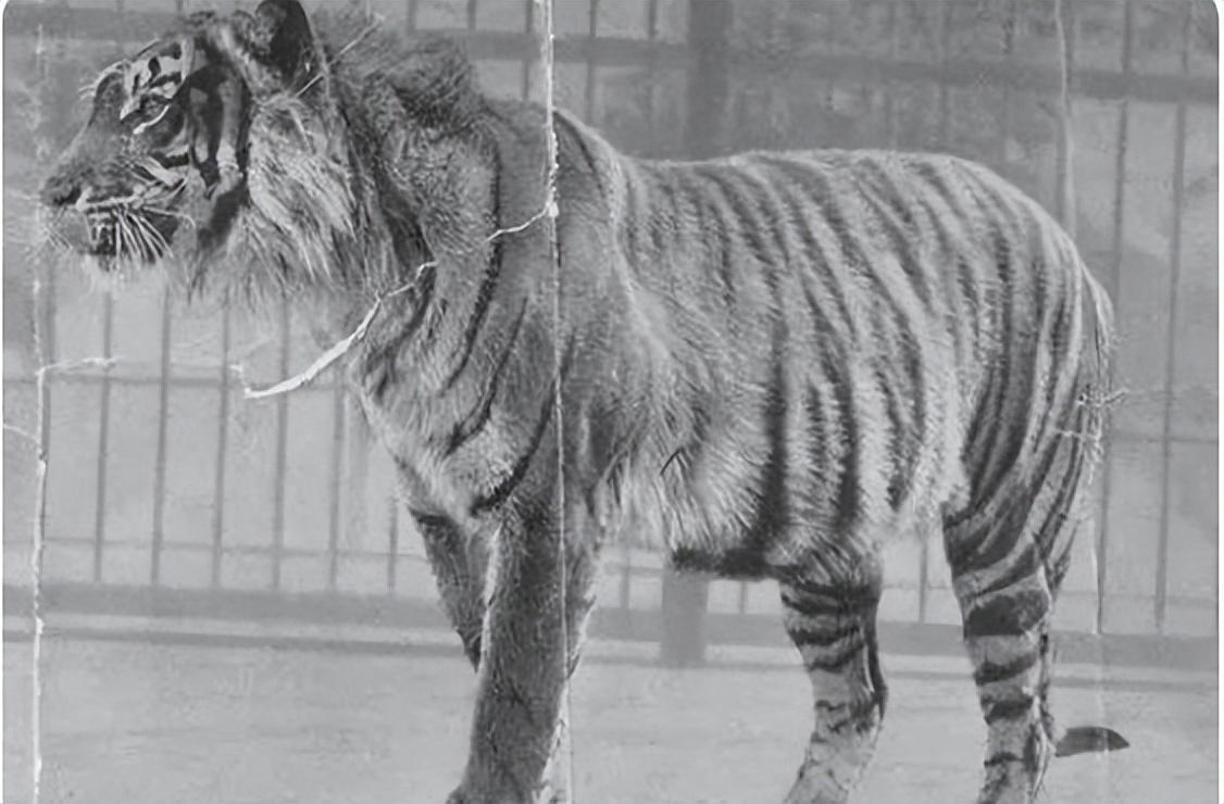 已经灭绝的几种动物(已经灭绝的动物有哪些)