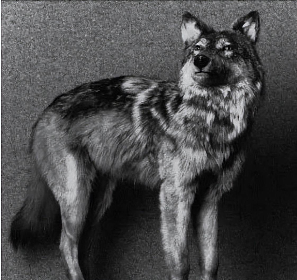 已经灭绝的几种动物(已经灭绝的动物有哪些)