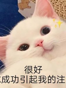 ​提拉米苏好吃吗(山姆超市提拉米苏好吃吗)