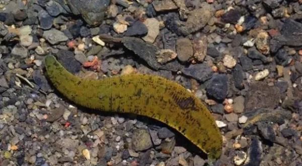 蚂蟥最怕什么农药,鱼塘里有蚂蟥用什么能药死图7