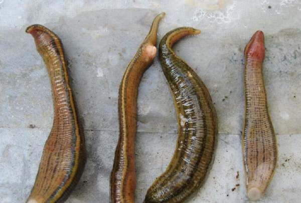 蚂蟥最怕什么农药,鱼塘里有蚂蟥用什么能药死图2