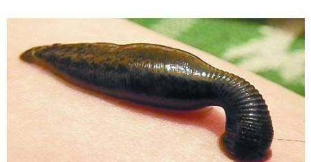 蚂蟥最怕什么农药,鱼塘里有蚂蟥用什么能药死图3