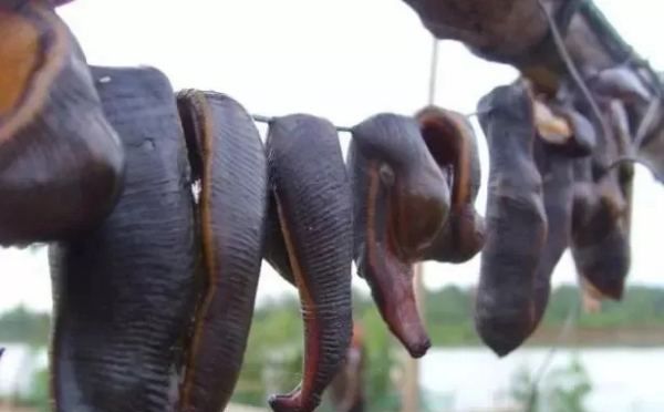 蚂蟥最怕什么农药,鱼塘里有蚂蟥用什么能药死图5