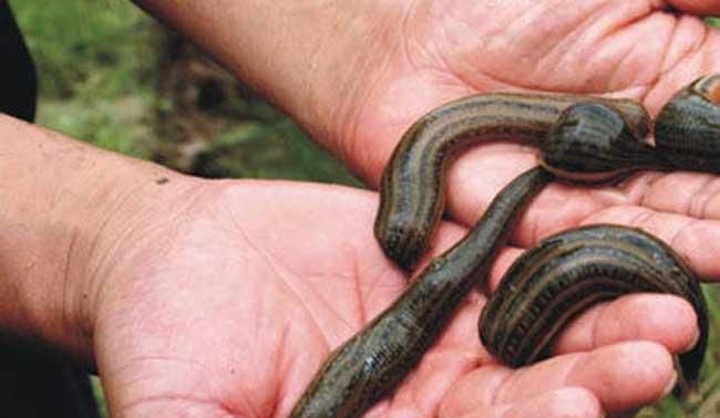 杀蚂蟥的药物有哪些