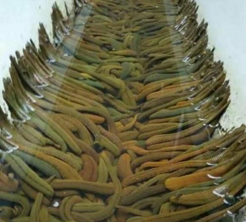 蚂蟥最怕的是什么东西