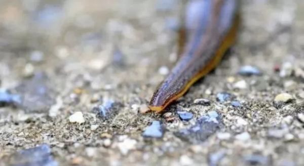 蚂蟥最怕什么农药,鱼塘里有蚂蟥用什么能药死图6