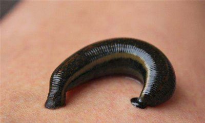 ​蚂蟥最怕什么农药,鱼塘里有蚂蟥用什么能药死