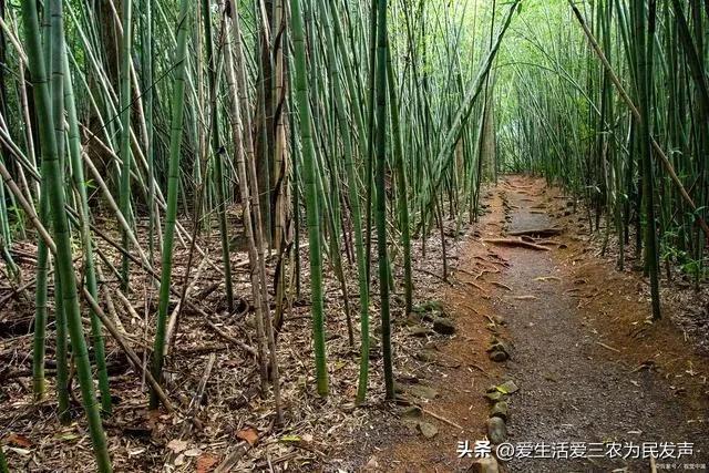 种植什么好呢(荒地种植什么好？)