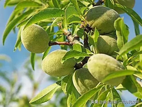 种植什么好呢(荒地种植什么好？)