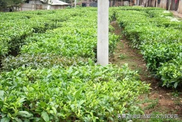 种植什么好呢(荒地种植什么好？)