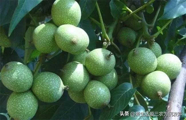 种植什么好呢(荒地种植什么好？)