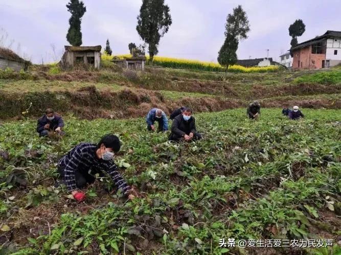 种植什么好呢(荒地种植什么好？)
