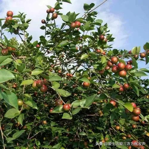 种植什么好呢(荒地种植什么好？)