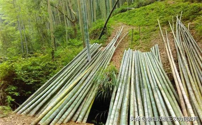 种植什么好呢(荒地种植什么好？)