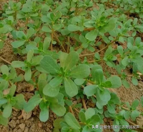 种植什么好呢(荒地种植什么好？)