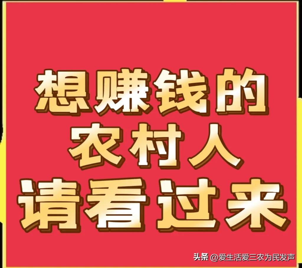 种植什么好呢(荒地种植什么好？)