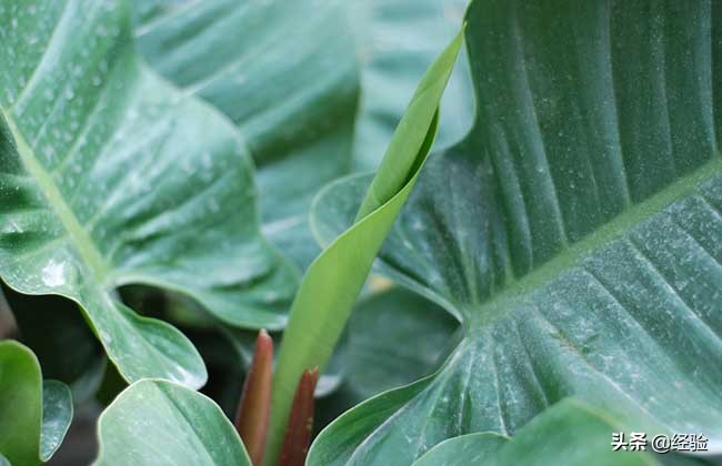 滴水观音的养殖方法（分享养殖方法和注意事项）