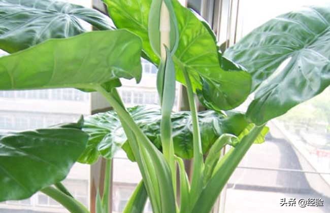 滴水观音的养殖方法（分享养殖方法和注意事项）