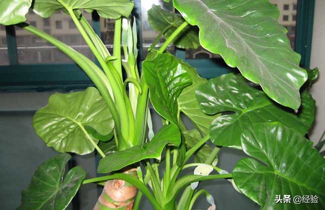 滴水观音的养殖方法（分享养殖方法和注意事项）