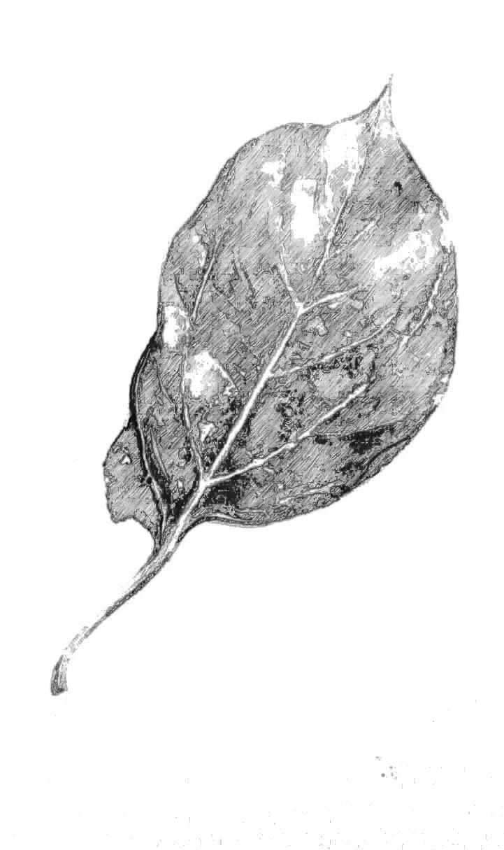 为什么说明朝是最黑暗的朝代(为什么说明朝很诡异)(图7) 为什么说明朝是最黑暗的朝代(为什么说明朝很诡异)(图7)